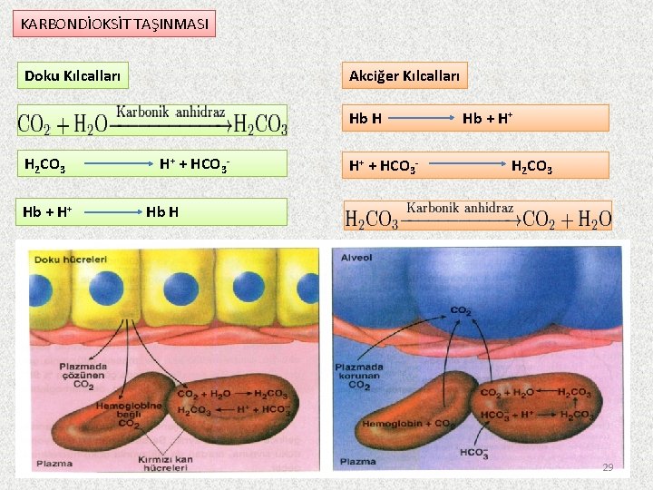 KARBONDİOKSİT TAŞINMASI Doku Kılcalları Akciğer Kılcalları Hb H H 2 CO 3 Hb +