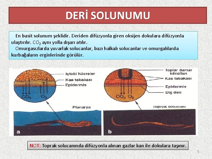 DERİ SOLUNUMU En basit solunum şeklidir. Deriden difüzyonla giren oksijen dokulara difüzyonla ulaştırılır. CO