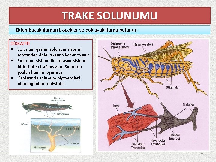 TRAKE SOLUNUMU Eklembacaklılardan böcekler ve çok ayaklılarda bulunur. DİKKAT!!! § Solunum gazları solunum sistemi