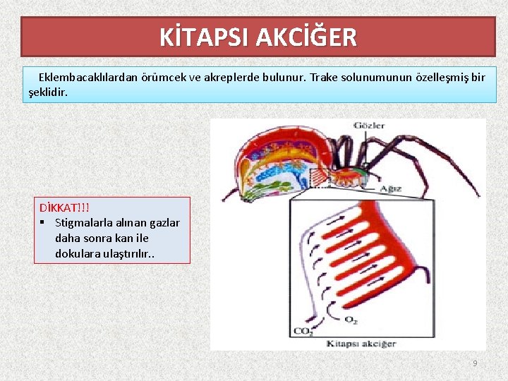 KİTAPSI AKCİĞER Eklembacaklılardan örümcek ve akreplerde bulunur. Trake solunumunun özelleşmiş bir şeklidir. DİKKAT!!! §