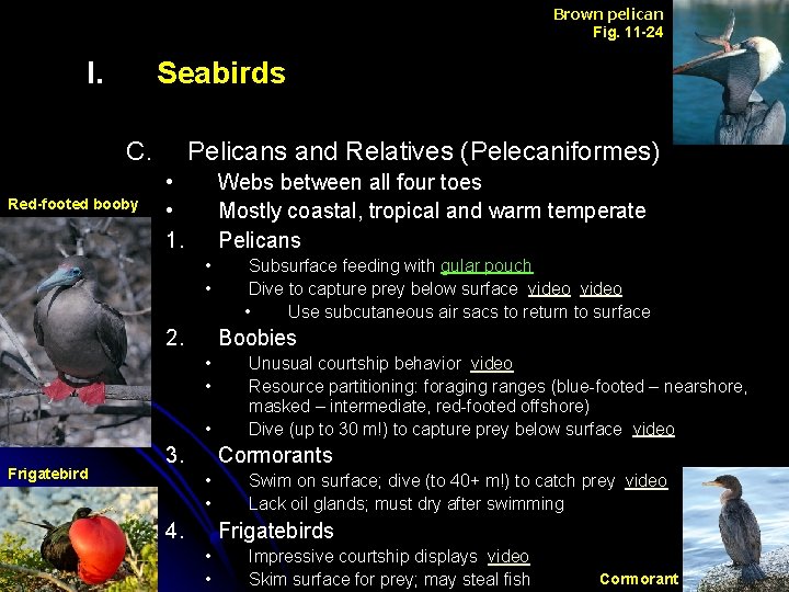 Brown pelican Fig. 11 -24 I. Seabirds C. Red-footed booby Pelicans and Relatives (Pelecaniformes)