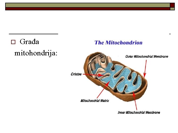 Građa mitohondrija: o 