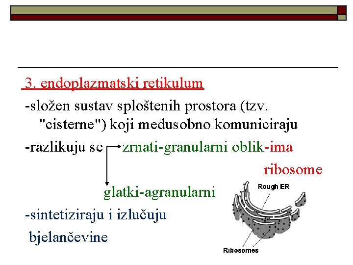 3. endoplazmatski retikulum -složen sustav sploštenih prostora (tzv. "cisterne") koji međusobno komuniciraju -razlikuju se