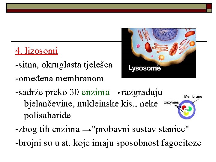 4. lizosomi -sitna, okruglasta tjelešca -omeđena membranom -sadrže preko 30 enzima razgrađuju bjelančevine, nukleinske