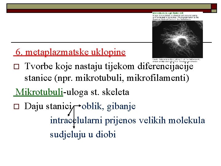 6. metaplazmatske uklopine o Tvorbe koje nastaju tijekom diferencijacije stanice (npr. mikrotubuli, mikrofilamenti) Mikrotubuli-uloga