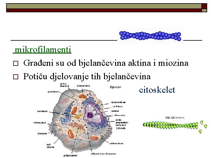 mikrofilamenti o Građeni su od bjelančevina aktina i miozina o Potiču djelovanje tih bjelančevina