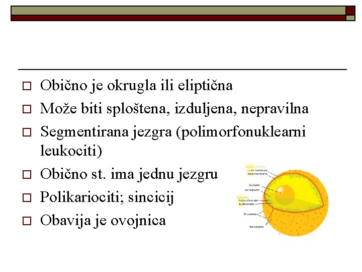 o o o Obično je okrugla ili eliptična Može biti sploštena, izduljena, nepravilna Segmentirana