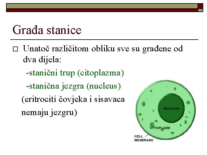 Građa stanice o Unatoč različitom obliku sve su građene od dva dijela: -stanični trup