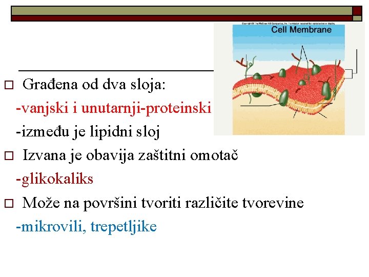 Građena od dva sloja: -vanjski i unutarnji-proteinski -između je lipidni sloj o Izvana je