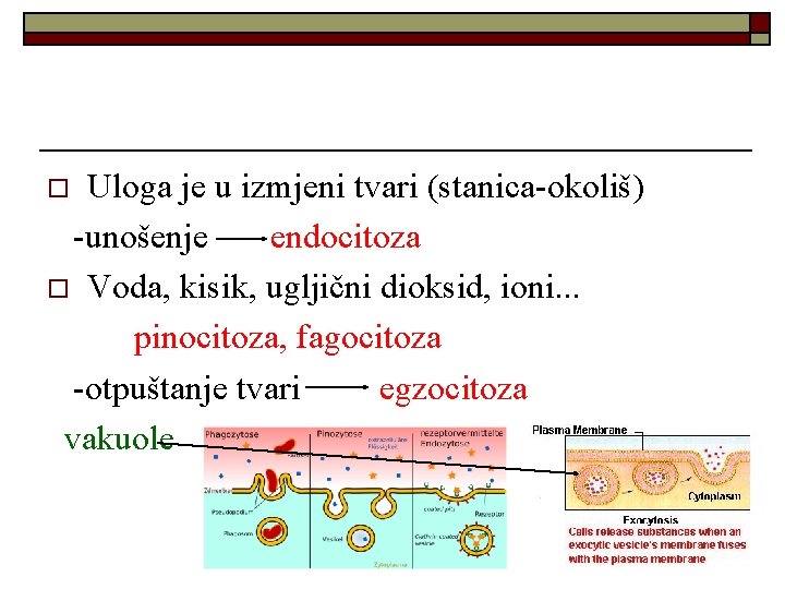 Uloga je u izmjeni tvari (stanica-okoliš) -unošenje endocitoza o Voda, kisik, ugljični dioksid, ioni.