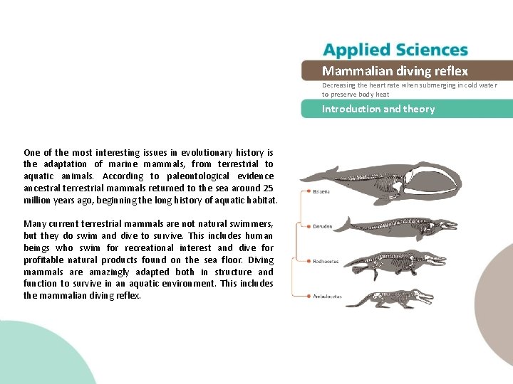 Mammalian diving reflex Decreasing the heart rate when submerging in cold water to preserve Mammalian diving reflex Decreasing the heart rate when submerging in cold water to preserve