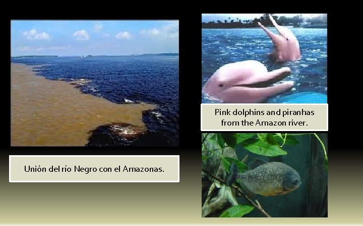 Pink dolphins and piranhas from the Amazon river. Unión del río Negro con el