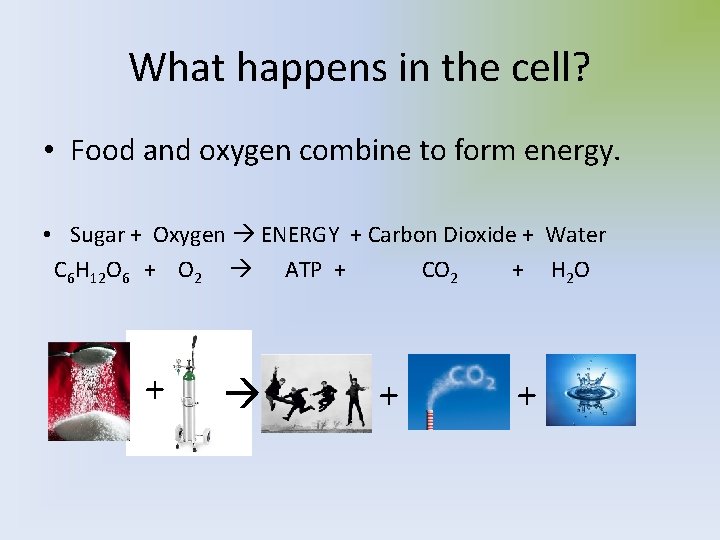 What happens in the cell? • Food and oxygen combine to form energy. •