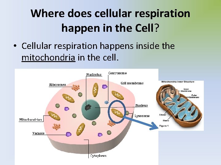 Where does cellular respiration happen in the Cell? • Cellular respiration happens inside the
