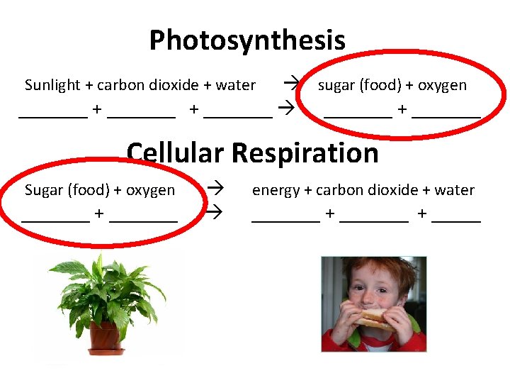 Photosynthesis sugar (food) + oxygen _______ + _______ Sunlight + carbon dioxide + water