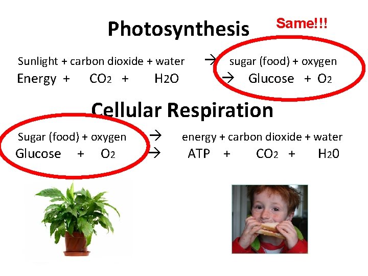 Photosynthesis Sunlight + carbon dioxide + water Energy + CO 2 + H 2