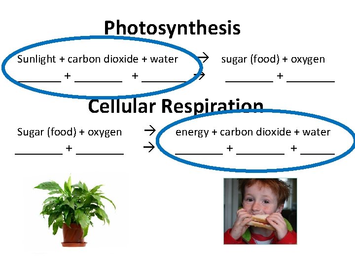 Photosynthesis sugar (food) + oxygen _______ + _______ Sunlight + carbon dioxide + water