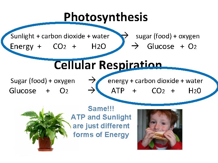 Photosynthesis Sunlight + carbon dioxide + water Energy + CO 2 + H 2