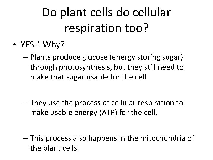 Do plant cells do cellular respiration too? • YES!! Why? – Plants produce glucose