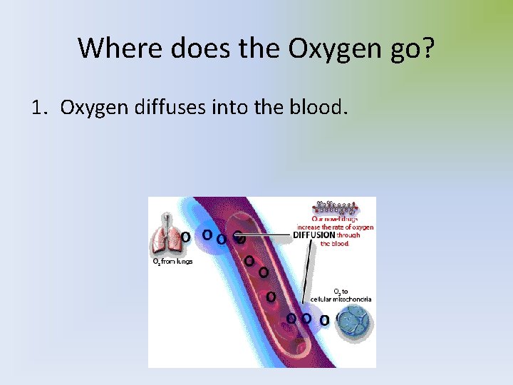 Where does the Oxygen go? 1. Oxygen diffuses into the blood. 