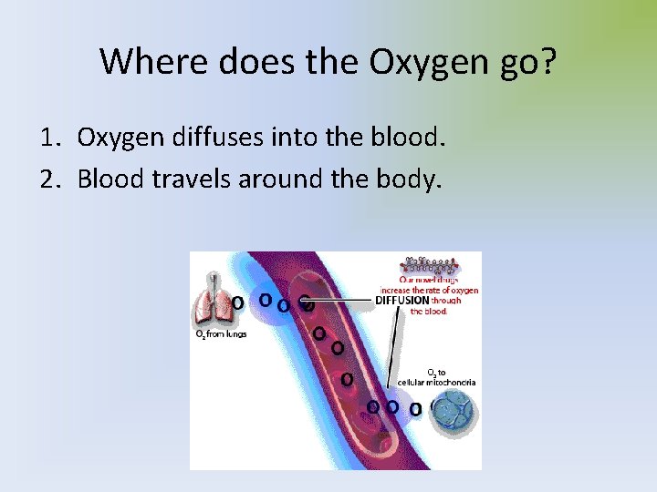 Where does the Oxygen go? 1. Oxygen diffuses into the blood. 2. Blood travels