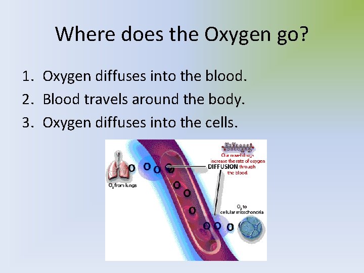 Where does the Oxygen go? 1. Oxygen diffuses into the blood. 2. Blood travels