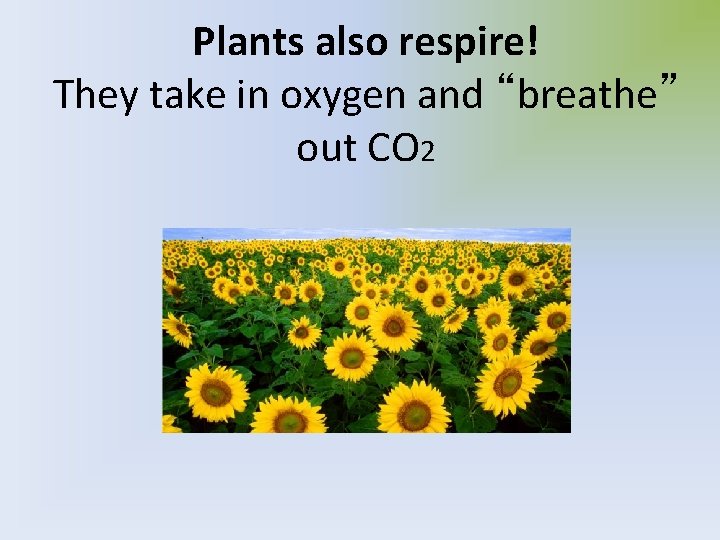 Plants also respire! They take in oxygen and “breathe” out CO 2 
