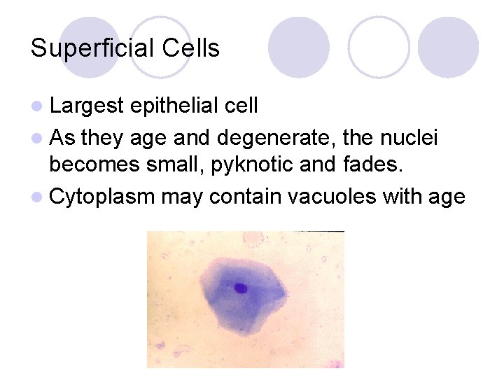 Superficial Cells l Largest epithelial cell l As they age and degenerate, the nuclei