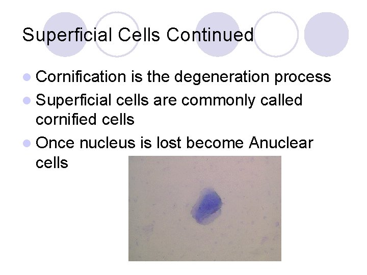 Superficial Cells Continued l Cornification is the degeneration process l Superficial cells are commonly