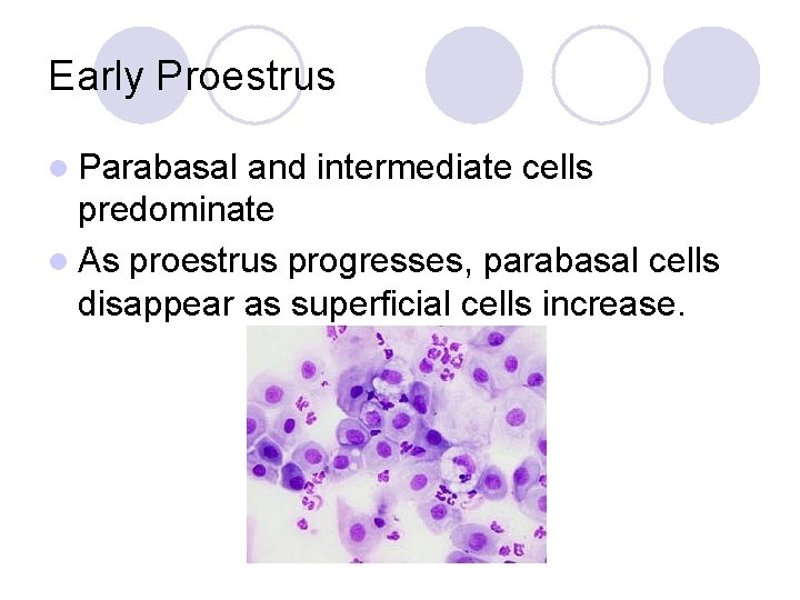 Early Proestrus l Parabasal and intermediate cells predominate l As proestrus progresses, parabasal cells