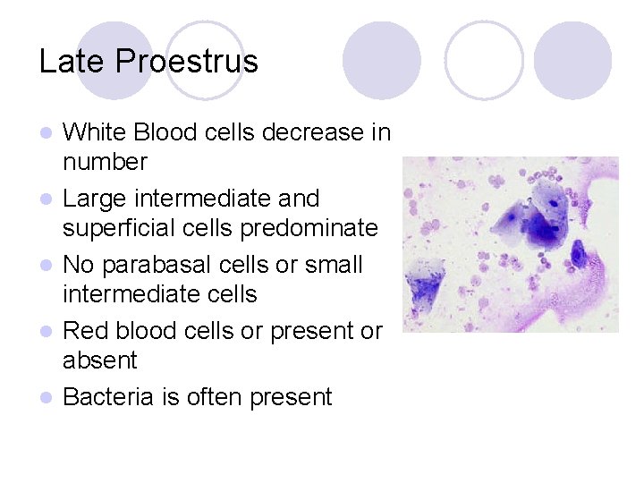 Late Proestrus l l l White Blood cells decrease in number Large intermediate and