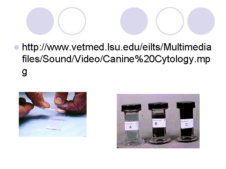l http: //www. vetmed. lsu. edu/eilts/Multimedia files/Sound/Video/Canine%20 Cytology. mp g 