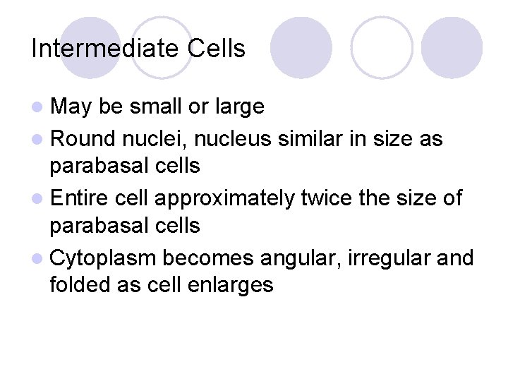 Intermediate Cells l May be small or large l Round nuclei, nucleus similar in