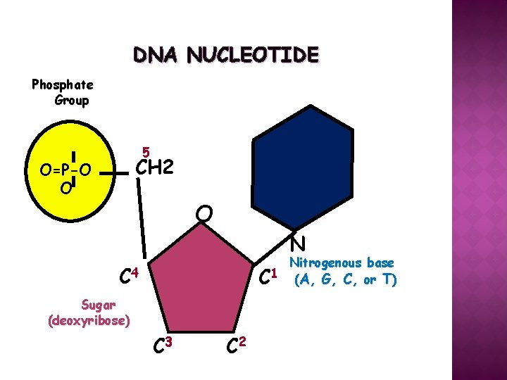 DNA NUCLEOTIDE Phosphate Group 5 CH 2 O=P-O O O N Nitrogenous base C