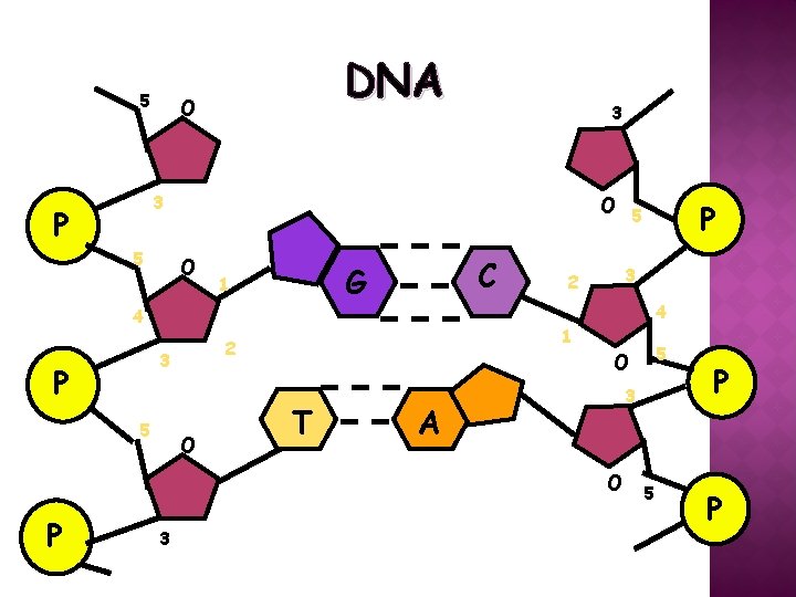 5 DNA O 3 3 P 5 O O C G 1 4 3