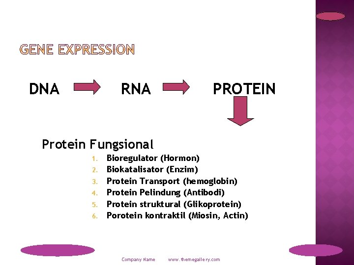 DNA RNA PROTEIN Protein Fungsional 1. 2. 3. 4. 5. 6. Bioregulator (Hormon) Biokatalisator