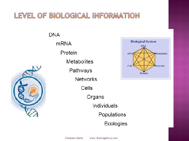 Company Name www. themegallery. com 