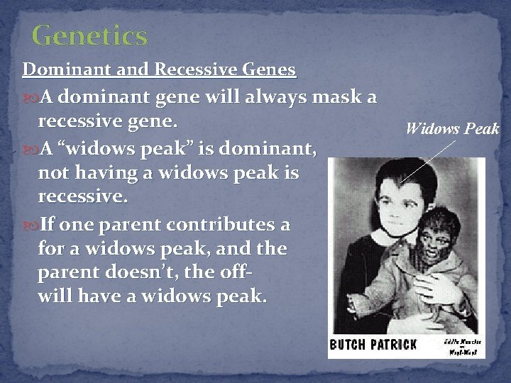 Genetics Dominant and Recessive Genes A dominant gene will always mask a recessive gene.