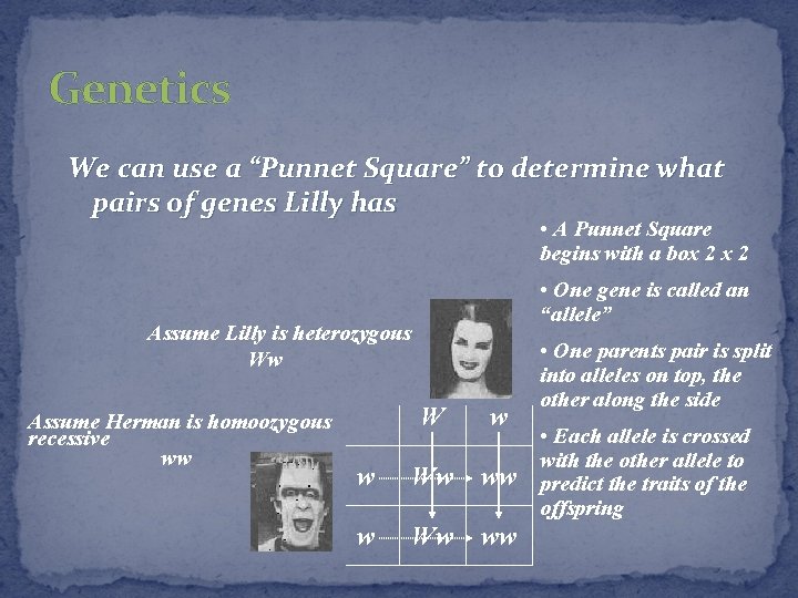 Genetics We can use a “Punnet Square” to determine what pairs of genes Lilly