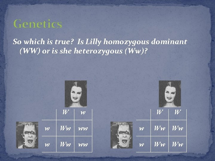 Genetics So which is true? Is Lilly homozygous dominant (WW) or is she heterozygous