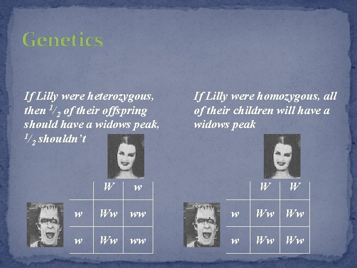 Genetics If Lilly were heterozygous, then 1/2 of their offspring should have a widows