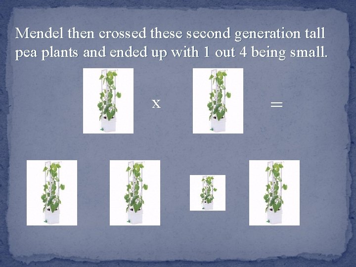 Mendel then crossed these second generation tall pea plants and ended up with 1