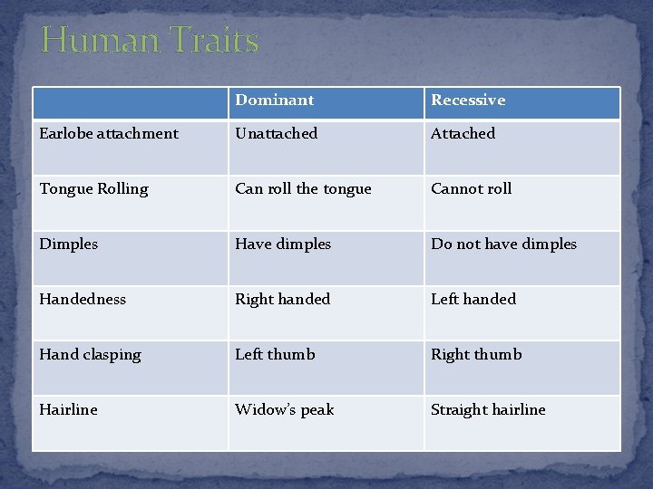 Human Traits Dominant Recessive Earlobe attachment Unattached Attached Tongue Rolling Can roll the tongue