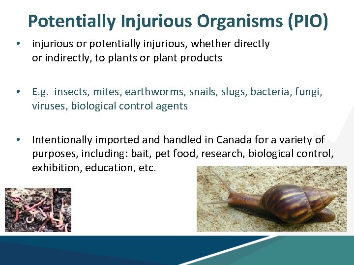 Potentially Injurious Organisms (PIO) • injurious or potentially injurious, whether directly or indirectly, to