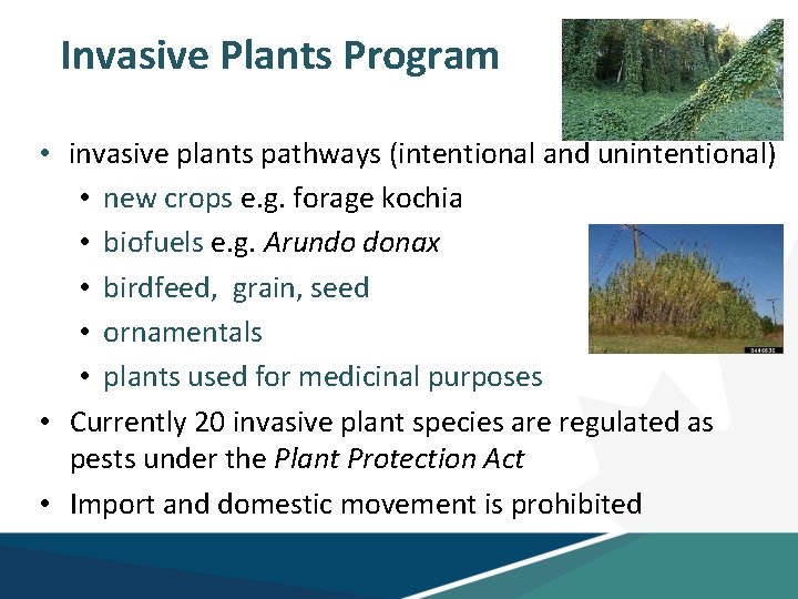 Invasive Plants Program • invasive plants pathways (intentional and unintentional) • new crops e.
