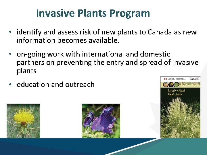 Invasive Plants Program • identify and assess risk of new plants to Canada as