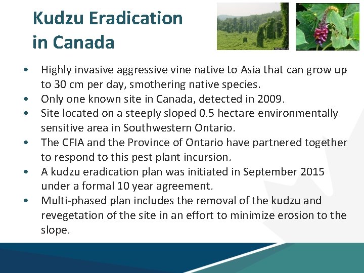 Kudzu Eradication in Canada • Highly invasive aggressive vine native to Asia that can