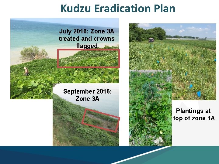 Kudzu Eradication Plan July 2016: Zone 3 A treated and crowns flagged September 2016: