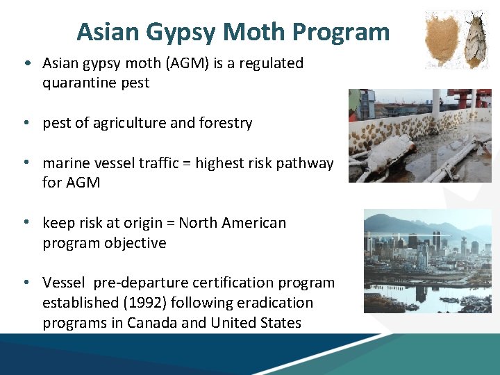 Asian Gypsy Moth Program • Asian gypsy moth (AGM) is a regulated quarantine pest