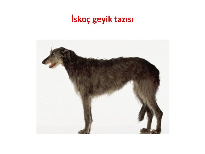 İskoç geyik tazısı 